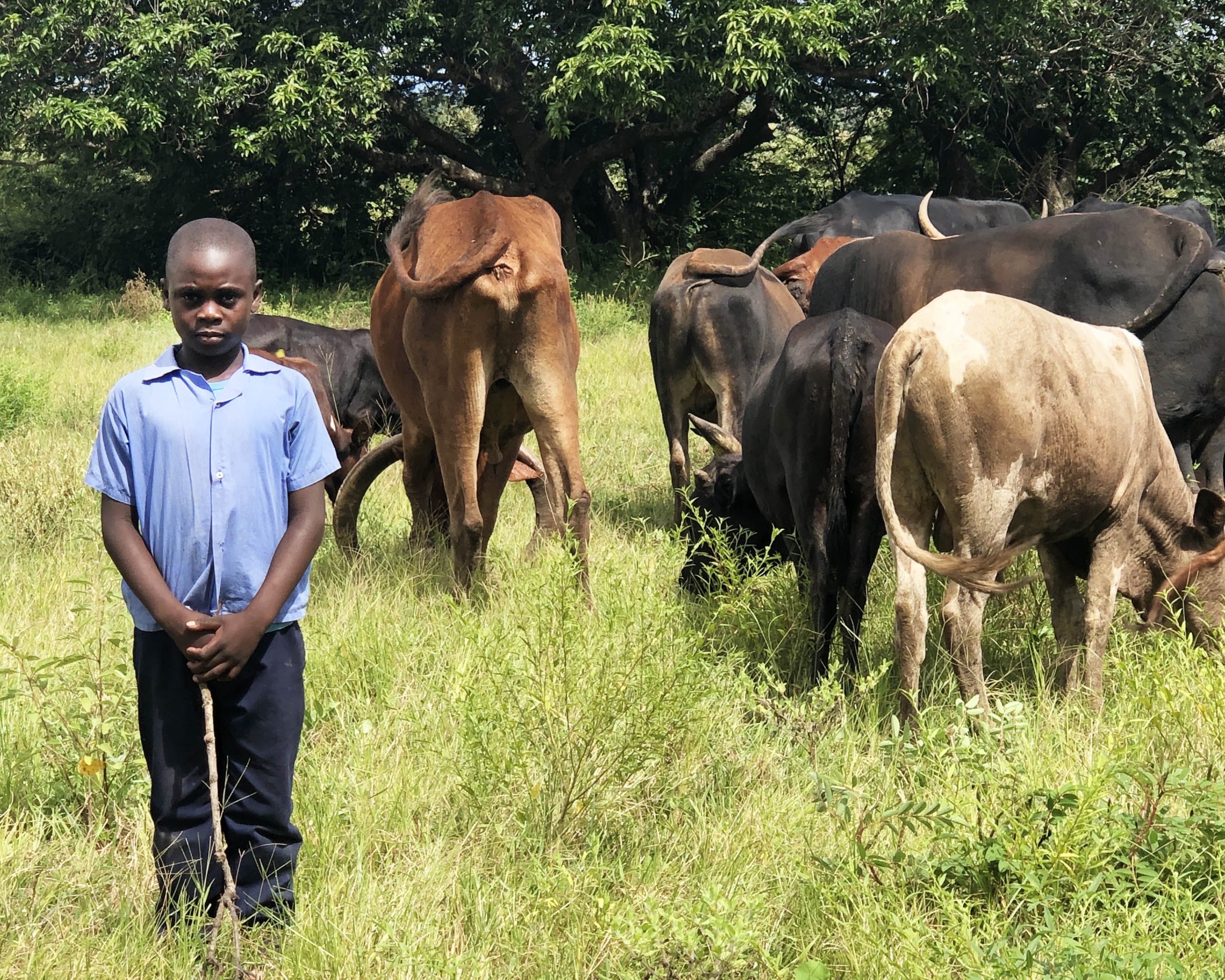 Herding cattle